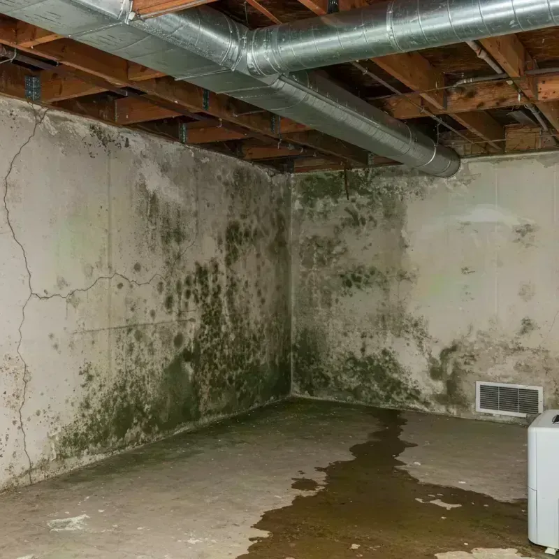 Professional Mold Removal in Absarokee, MT